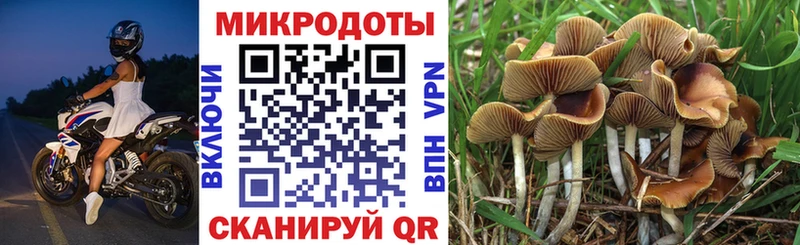 Псилоцибиновые грибы Psilocybine cubensis наркотики Невель